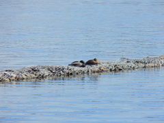 Anas platyrhynchos