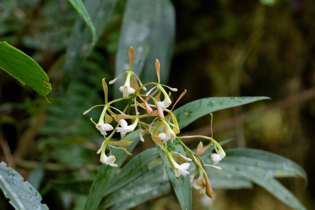 Epidendrum haenkeanum