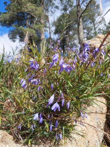 nodding blue lily