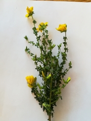 Adenocarpus telonensis