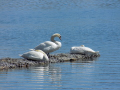 Cygnus olor