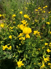 Adenocarpus telonensis