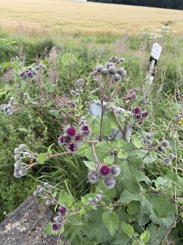 Woolly Burdock
