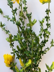 Adenocarpus telonensis