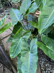 Philodendron burle-marxii