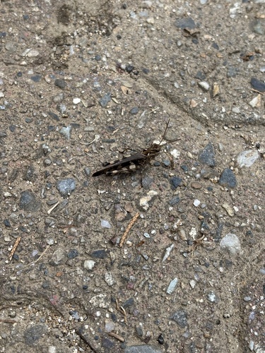 Oedaleus infernalis