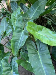 Philodendron burle-marxii