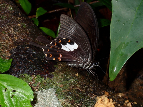 Large-spotted Helen