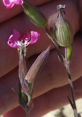 Silene conica