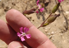 Silene conica