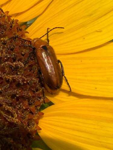 Nemognatha nigripennis