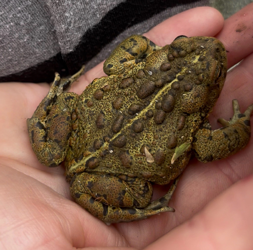Western Toad