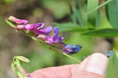 Lathyrus polyphyllus