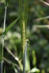 Hordeum vulgare