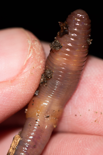 Redhead Worm, photo 6 of 8