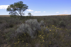Leucadendron brunioides brunioides