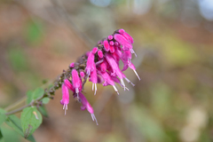 Salvia iodantha