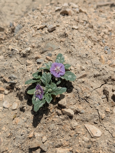 purple groundcherry
