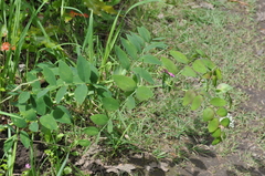 Lathyrus polyphyllus
