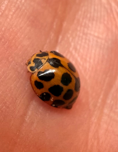 Large Spotted Ladybird
