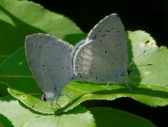 Celastrina serotina
