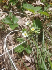 Fragaria × ananassa