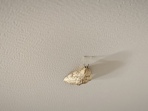 Purple-backed Cabbageworm Moth
