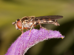 Platycheirus scutatus