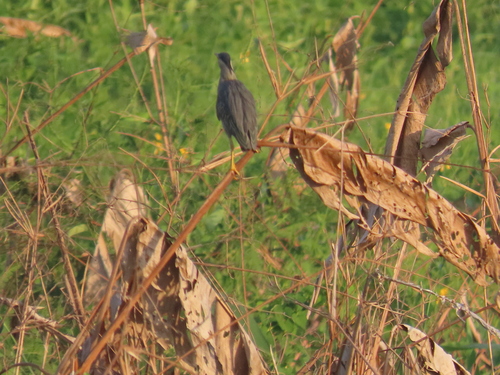 iNaturalist image