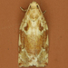 Oak Leafroller Moth - Photo (c) Monica Krancevic, some rights reserved (CC BY-NC), uploaded by Monica Krancevic