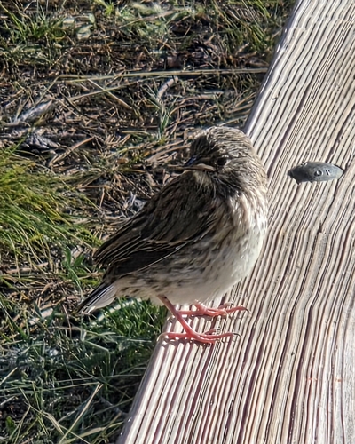iNaturalist observation photo of New World Sparrows