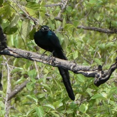 Lamprotornis caudatus