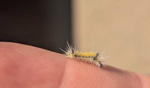 iNaturalist observation photo of Underwing, Tiger, Tussock, and Allied Moths