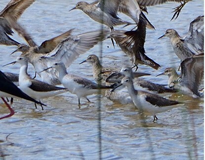 iNaturalist image