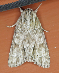 Acronicta longa