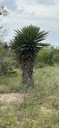Spanish dagger