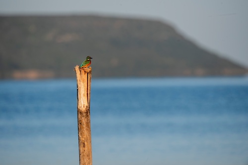 Common Kingfisher