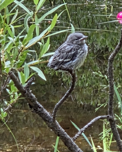 iNaturalist observation photo of Perching Birds