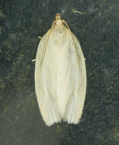 Maple-Basswood Leafroller Moth