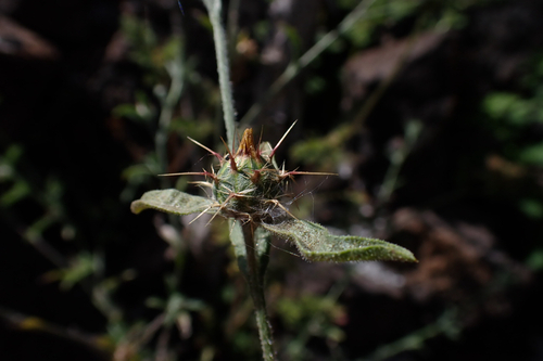 Centaurea melitensis observed 2026-07-23