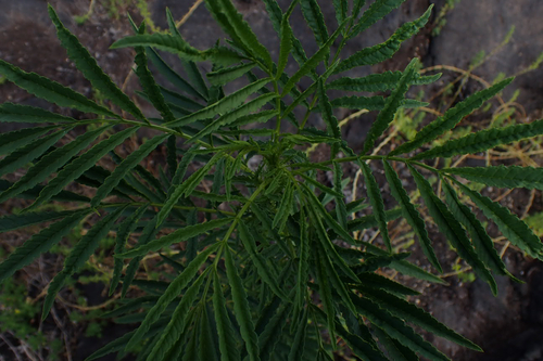 Tagetes minuta observed 2026-07-23