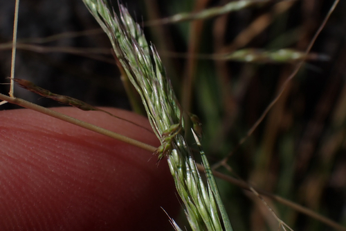 Lachnagrostis filiformis observed 2026-07-23