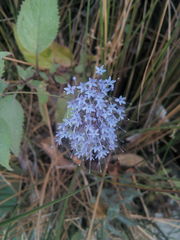 Trachelium caeruleum