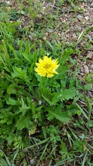 Pyrrhopappus pauciflorus