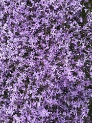 Phlox subulata