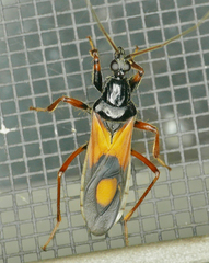 Rasahus biguttatus