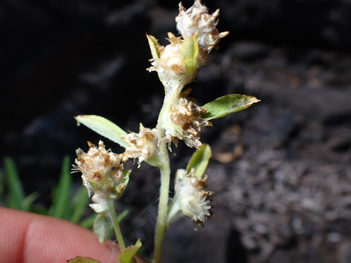 Gamochaeta pensylvanica observed 2026-07-23