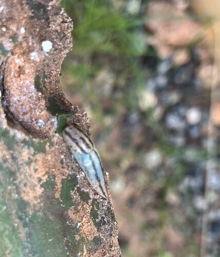 Threeband Slugs