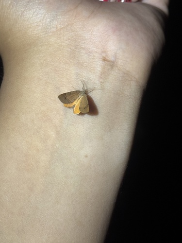 Orange Wing