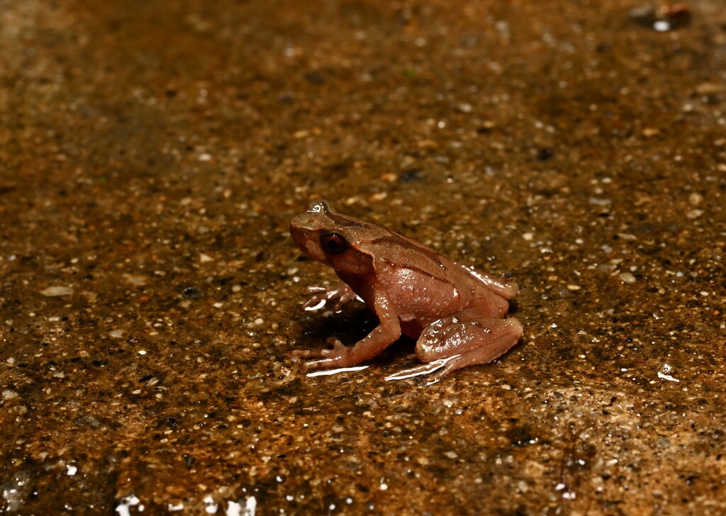 Jingophrys zhoui